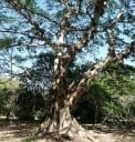 Zaden van de Ficus Racemosa 100 stuks Groene Tot Rode Vruchten Sierboom Bonsai Kamerplant Voor Teelt In Huis En Tuin 1