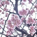 Zaden van de kers Prunus cerasoides 50 stuks Sierboom met roze bloemen en bronzen jonge bladeren Voor de tuin en de kas 2