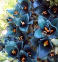 Zaden van de plant Puya alpestris 10 stuks Sierplant met turquoise blauwe bloemen en oranje meeldraden Voor teelt en in de kas 2