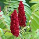Zaden van de Sumac Rhus typhina 50 stuks Sierheester met rode harige vruchten en lange geveerde bladeren Voor de tuin en de kas 3
