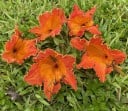Zaden van de tulpenboom Spathodea campanulata Afrikaanse Tulpenboom 50 stuks Tropische boom met oranje-rode bloemen Voor teelt en verzameling 2
