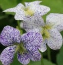 Zaden van de viooltjes Viola sororia Freckles 10 stuks Lage vaste plant met witte gestipte bloemen Voor het perk, in de rotstuin en in een balkonbak 1