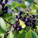 Zaden van de vogelkers Prunus padus 50 stuks Sierboom met witte geurige trosvormige bloemen en groene bladeren Voor de tuin en de kas 1