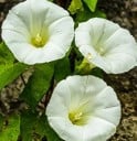 Zaden van Ipomoea Tricolor Pearly Gates Drie Kleuren Winde 100 st Wit Bloemen Groene Bladeren Klimplant Voor Tuin En Pergola 2