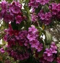 Zaden van Meriania nobilis 20 stuks Grote paarse en felroze bloemen in rijke trossen Exotische boom voor de kas en de wintertuin 2
