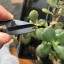 Záhradnícke nožnice na bonsaje 4