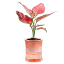 Zelfbewaterende tweedelige bloempot 10 x 12 cm Plastic bloempot met waterreservoir Halfdoorzichtige bloempot voor kamerplanten 4