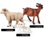 Zestaw zwierząt z rodziny owiec 2