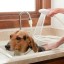 Zuhanytartó kutyák mosására 3