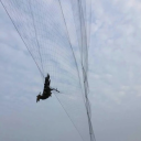Zwarte vogelbeschermingsnet 8 x 3 m Nylon net met mazen van 2 cm Tuinnet voor bomen, struiken en gewassen Tegen duiven en spreeuwen 2