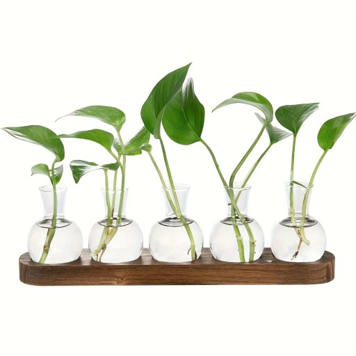Set med 5 st hydroponiska vaser 9 cm i form av kula Träunderlag 36,5 x 7 x 2,5 cm Glasterrarium för förökning av växter dekoration