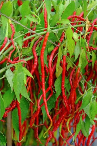 20 db chili mag THUNDER MOUNTAIN LONGHORN chili mag piros chili mag Capsicum annuum könnyen termeszthető