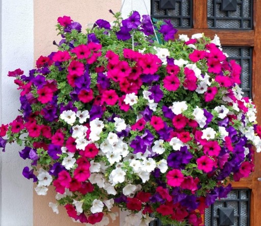 2000 pcs de graines de Pétunia à grandes fleurs retombante idéale pour le balcon dans une jardinière facile à cultiver mélange de couleurs