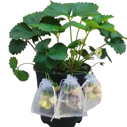 30 pz Sacchetto in rete per frutta contro gli insetti 15x20 cm Sacchetto protettivo per frutti Copertura da giardino per frutta e verdura Imballaggio riutilizzabile