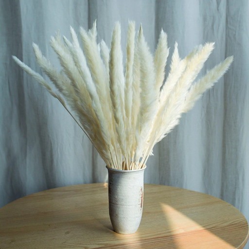 Torkade pampas gräs blommor 30 st