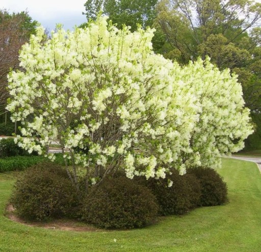 A legillatosabb lonc (Lonicera fragrantissima) 100 db Illatos, gazdagon virágzó cserje krémfehér virágokkal Kertbe és élőkertekbe