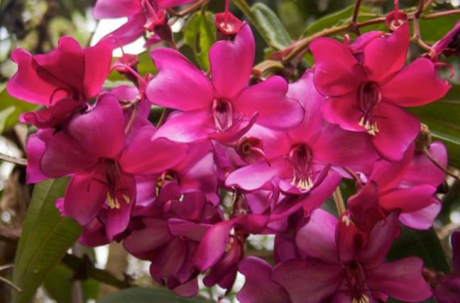 A Meriania nobilis kültéri lila virág magjai 30 db Minőségi magok szabadföldi termesztéshez