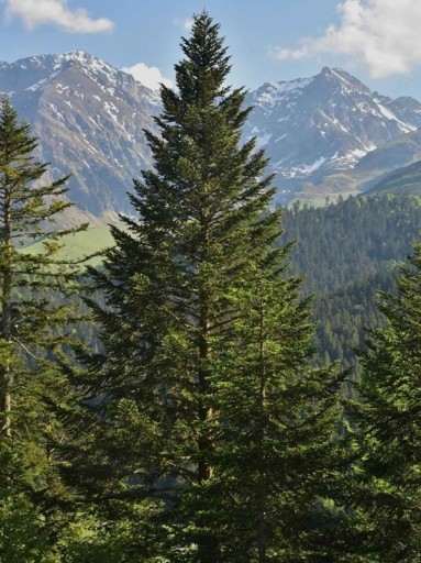Abies alba Európai Ezüstfenyő magjai, 10 db, tűlevelű fa, zöld tűk, ültetés kertbe és erdőbe