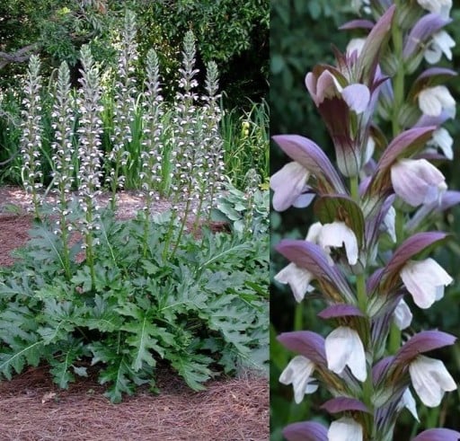 Acanthus mollis paznehtník, 5 db, fehér-lila virágokkal és nagy zöld, tagolt levelekkel, évelő a kertbe és díszágyásokba