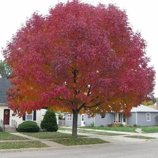 Acer tataricum subsp. ginnala, 10 Stück, Baum mit feurig roter Herbstfärbung, Pflanzung in Gärten und Parks