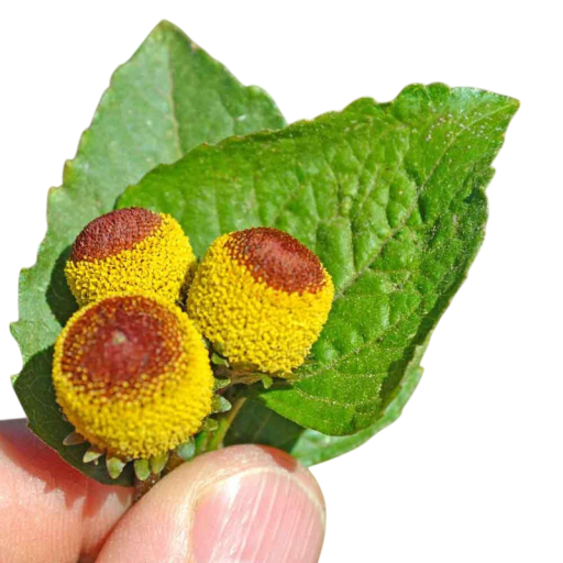 Acmella oleracea magvak, 20 db, plamatka jellegzetes sárga-vörös virágaival, egynyári növény kertbe, erkélyre és konyhai termesztéshez