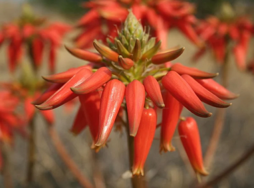 Africká aloe Aloe hereroensis Snadné pěstování venku 15 ks semínek