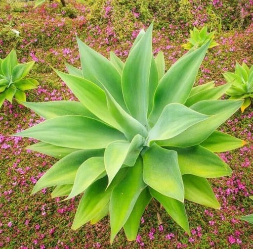 Agave attenuata subsp. attenuata magyalma, 10 db, puha zöld levelekkel, tüske nélkül, cserépbe ültetéshez