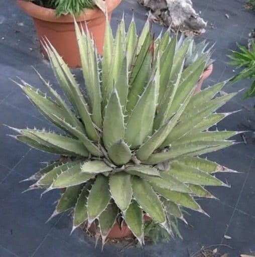 Agave ghiesbreghtii magvak, 10 db, kompakt pozsgás növény sötétzöld levelekkel és tövises szélekkel, ültetés gyűjtőknek és edényekbe