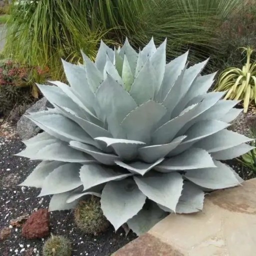 Agave ovatifolia Giant mag, 10 db, hatalmas pozsgás növény ezüstösen kék levelekkel, ültetés kertbe, teraszra és gyűjtőknek