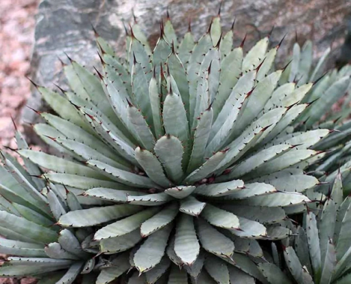 Agave spinoase Agave macroacantha Plantă suculentă spinoasă ușor de cultivat în aer liber 15 bucăți semințe