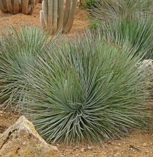 Agave striata subsp. striata Samen, 10 Stk., Sukkulent mit schmalen silbrig-blauen Blättern in dichten Büscheln, Pflanzung für Töpfe und Sammler