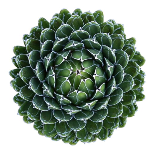 Agave victoriae-reginae, 10 db, kompakt pozsgás növény fehér szegélyű levelekkel, ültetés gyűjtőknek