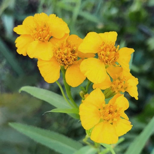 Aksamitník lesklý semená Mexican Mint Marigold bez GMO Tagetes lucida semienka viac ako 15 ks ľahké pestovanie