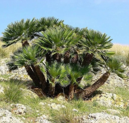 Alacsony zsírmálna Chamaerops humilis var. cerifera 5 db fagyálló legyezőpálma ezüstösen kék levelekkel a kertbe