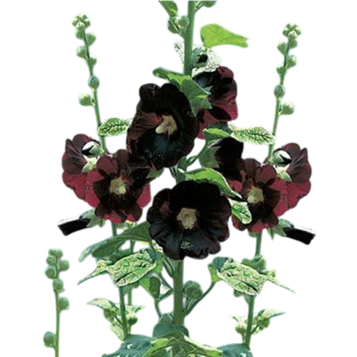 Alcea rosea Nigra magok, 40 db, sötétlila és fekete virágok, ültetés kertekbe és eredeti évelő kompozíciókhoz