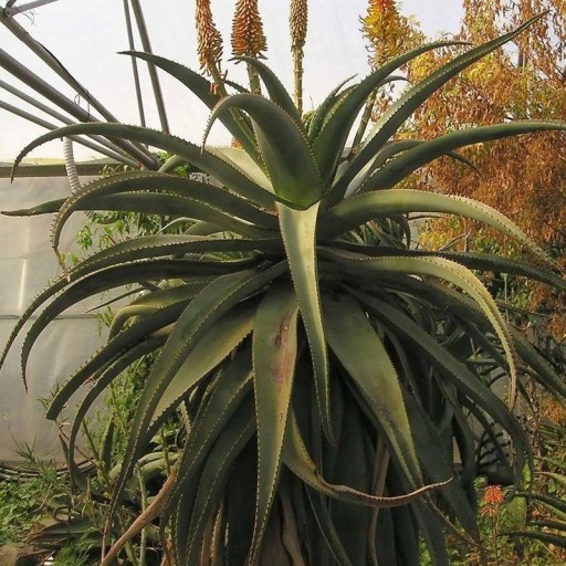 Aloe africana magok, 10 db, fásult afrikai aloe narancssárga virágokkal, ültetés üvegházba, télikertbe és gyűjtőknek