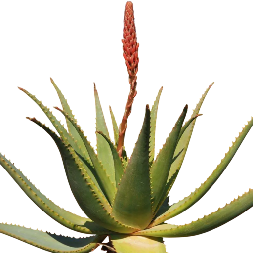 Aloe arborescens Samen, 10 Stück, Sukkulent mit orange-rot blühenden Trauben und grünen Blättern, Anbau für Gewächshaus und Sammler