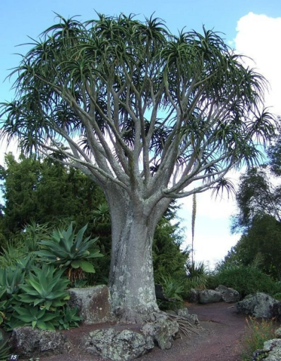 Aloe barberae Aloidendron barberae aloe arbore Ușor de cultivat în aer liber 10 semințe