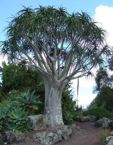 Aloe barberae Aloidendron barberae fa aloe Könnyen termeszthető a szabadban 10 mag