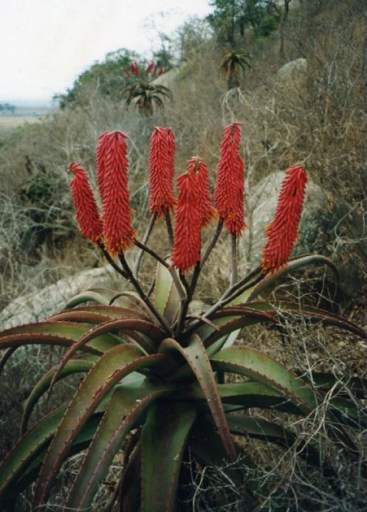 Aloe excelsa stromová aloe sukulentná rastlina Jednoduché pestovanie vonku 15 ks semienok