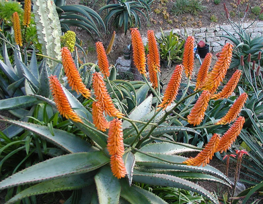 Aloe kapská Aloe ferox sukulentná rastlina Jednoduché pestovanie vonku 20 ks semienok