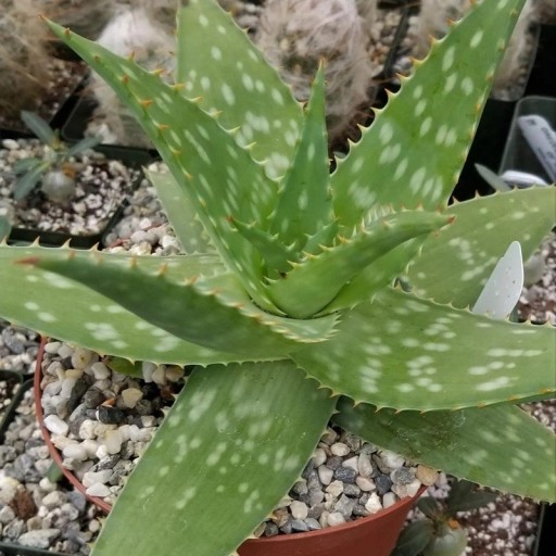 Aloe maculata Robusta Samen, 10 Stück, robuster Kultivar der gefleckten Aloe, Pflanzung für Sammler und Sukkulentensammlungen