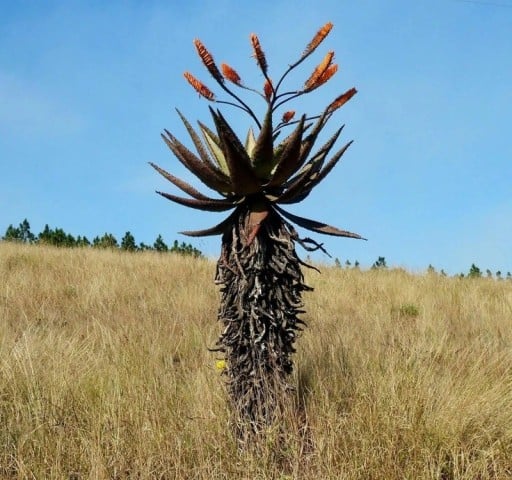 Aloe marlothii subsp. marlothii magvak, 30 db-os csomag, impozáns afrikai aloe gyűjtőknek és pozsgás növénygyűjtőknek