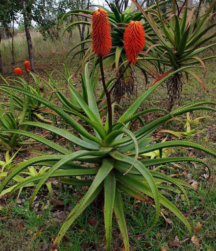 Aloe Rupestris Baum Aloe Sukkulente Einfach im Freien zu züchten 10 Stück Samen