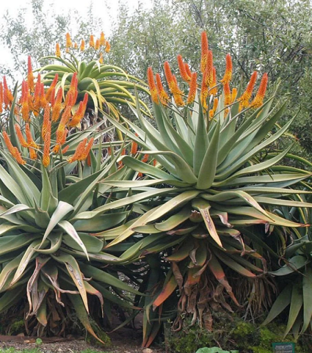 Aloe thraskii duna aloe zamatos növény Könnyen termeszthető a szabadban 20 mag