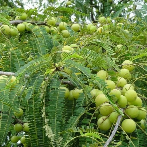Amla-Samen Phyllanthus emblica 50 Stk Obstbaum mit essbaren runden grünen Früchten saurer Geschmacksrichtung Für Gewächshaus und Wintergarten