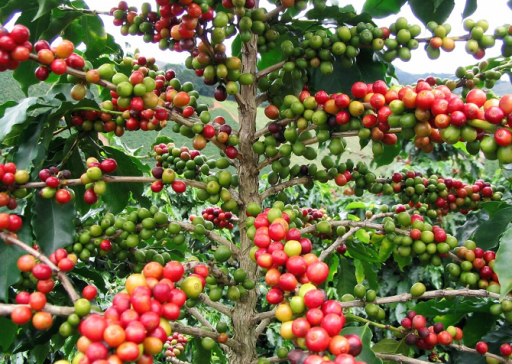 Arab kávé növény Coffea arabica haszonnövény Könnyen termeszthető beltéren és szabadban 15 mag