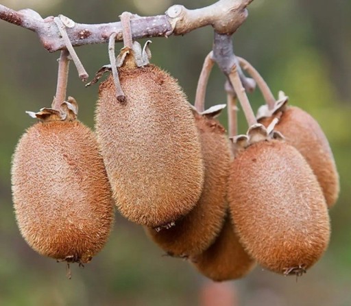 Arany kiwi magok Actinidia chinensis, 10 db, gyümölcsös kúszó növény szőrös gyümölcsökkel, ültetés kertbe, pergolára és edényekbe