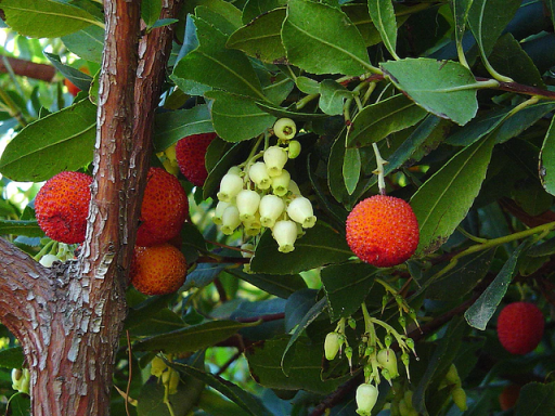 Arbutus unedo díszfa Könnyen termeszthető szabadban 50 mag