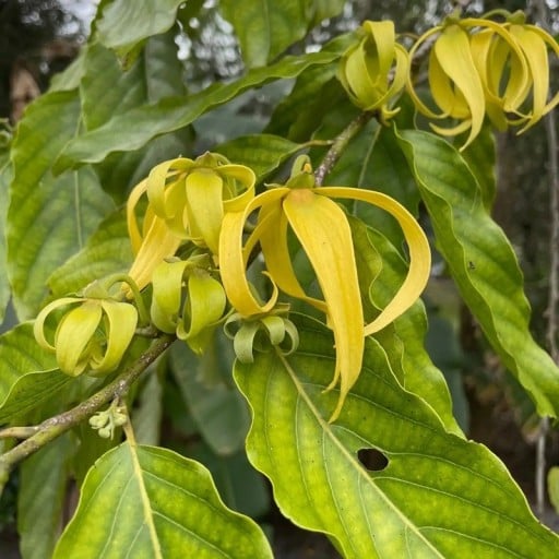 Aromatische Ylang Ylang Cananga odorata 50 Stück asiatischer blühender Baum mit duftenden gelben Blüten für Sammlerpflanzungen
